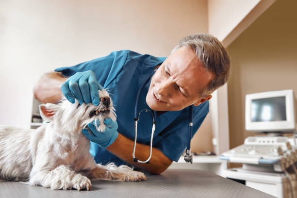 Best Cracked Tooth Emergency Dentist  in Keego Harbor, MI